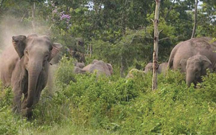 চকরিয়ায় বন্য হাতির আক্রমণে ২ নির্মাণ শ্রমিক আহত