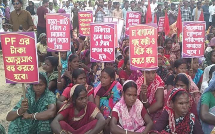 সাত দিনের বকেয়া বেতন পাচ্ছেন আন্দোলনরত চা শ্রমিকরা