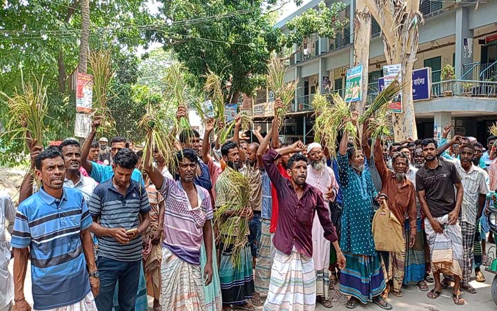 ইটভাটার আগুনে পুড়ল ২০০ বিঘা জমির ধান, কৃষকদের বিক্ষোভ