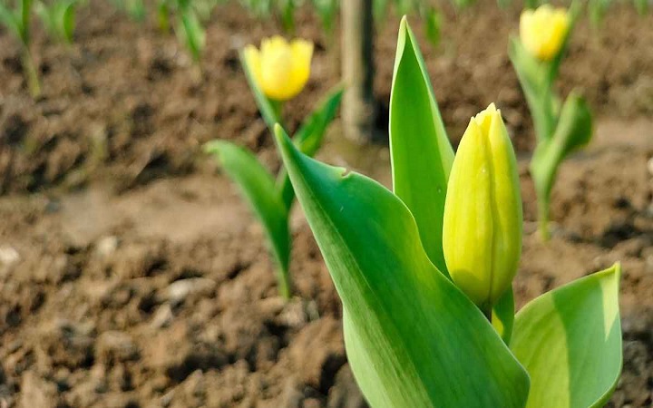 টিউলিপ এখন দিনাজপুরে