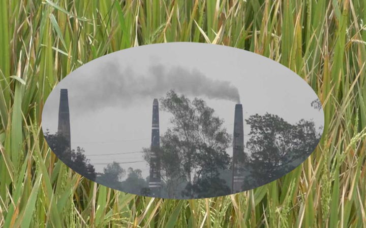 ইটভাটায় পুড়ল কৃষকের ১০ হাজার একর জমির আধপাকা ধান