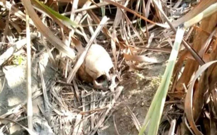 ঠাকুরগাঁওয়ে আখক্ষেত থেকে মাথার কঙ্কাল উদ্ধার
