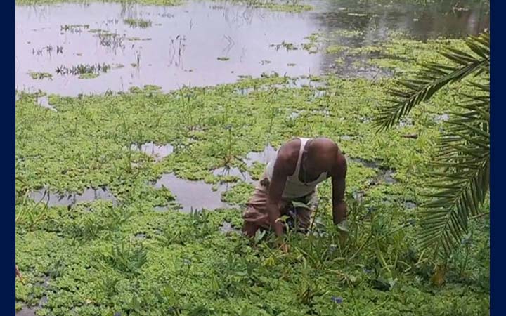 ভোলায় ফসলি জমি পানির নিচে, দিশেহারা কৃষক