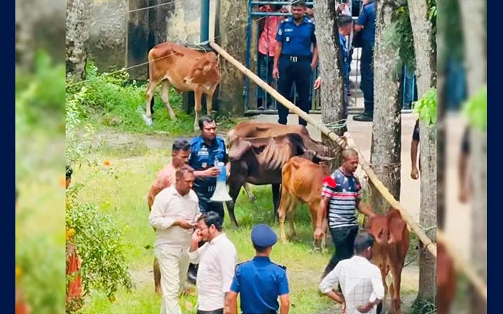 মেহেন্দিগঞ্জে উদ্ধার হওয়া ২৮ চোরাই গরু সাড়ে ১৬ লাখ টাকায় বিক্রি