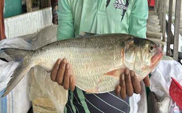 কুয়াকাটায় এক ইলিশ বিক্রি ৭ হাজার ৭০০ টাকায়
