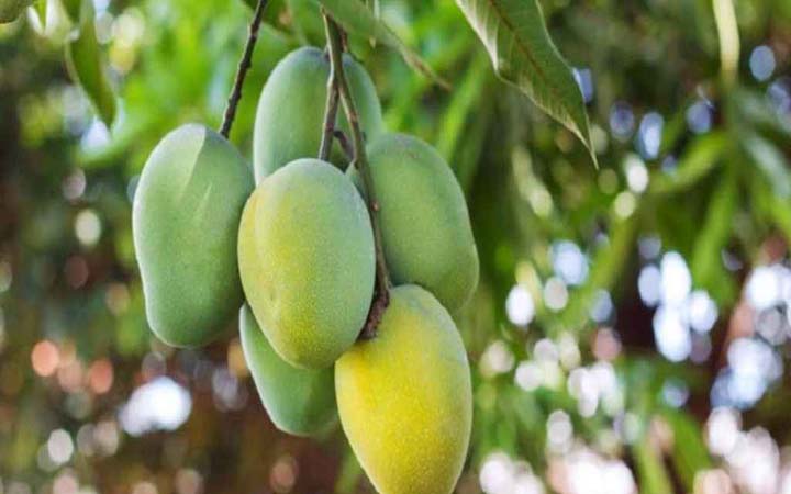 পরশু থেকেই চীনে আম রপ্তানি শুরু