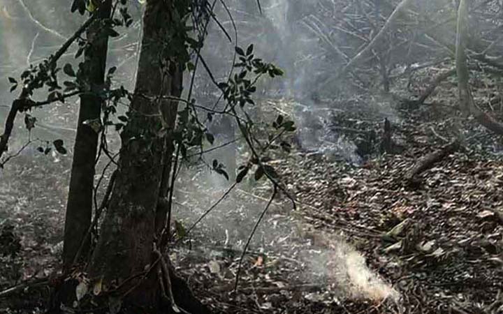 সুন্দরবনে নতুন এলাকায় আগুন নিয়ন্ত্রণে কাজ চলছে