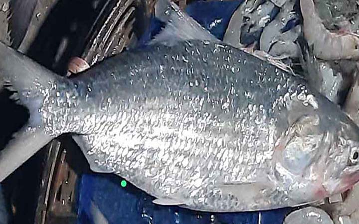 এক ইলিশ ৬ হাজার টাকায় বিক্রি