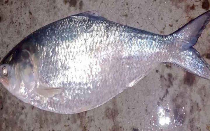 এক ইলিশ বিক্রি ১৪ হাজার টাকায়