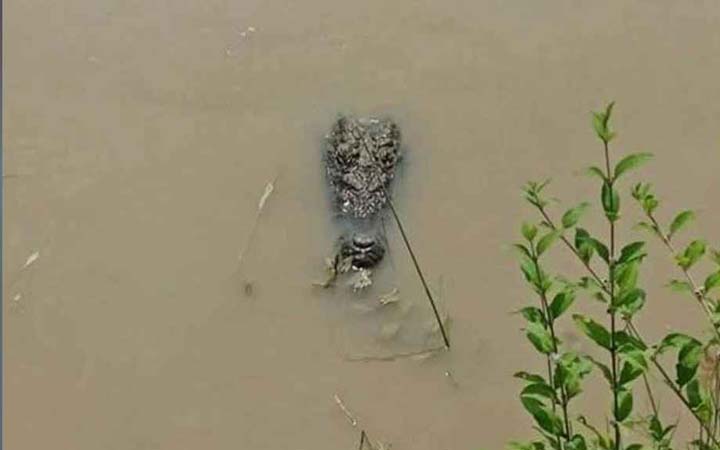 পদ্মা নদীতে বিরল প্রজাতির কুমির, আতঙ্কে এলাকাবাসী