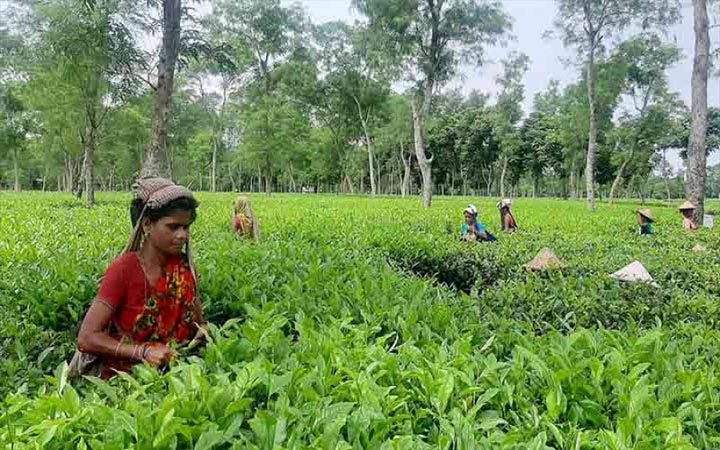 চা রফতানি কেন কমছে