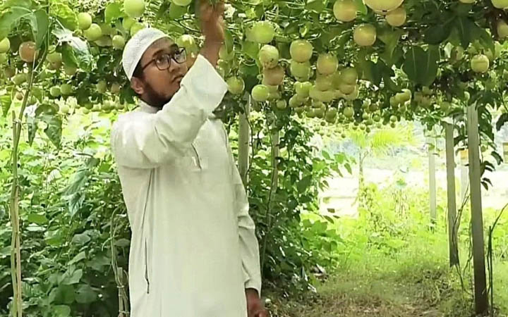 জামালপুরে সাড়া ফেলেছে দক্ষিণ আমেরিকার ফল প্যাশন