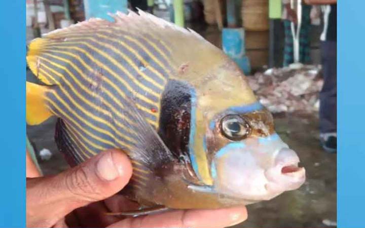 কুয়াকাটায় ধরা পড়ল বিরল অ্যাঞ্জেলফিশ