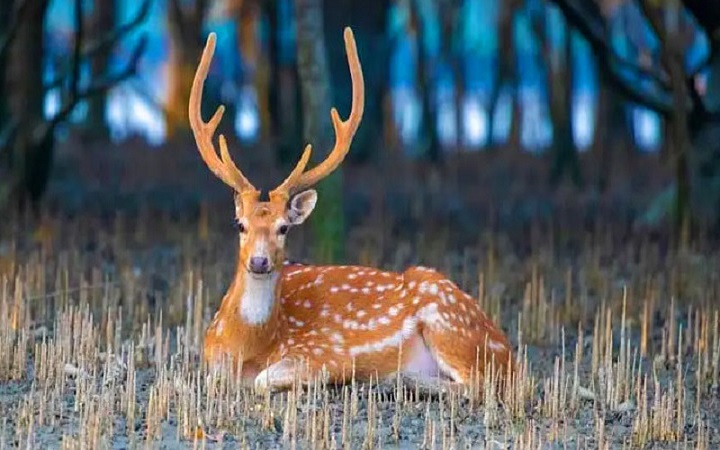 যেসব পশু দিয়ে কোরবানি করা যায় না