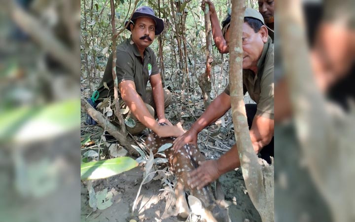 শিকারির ফাঁদে আটকা পড়ে ছটফট করছিল হরিণটি