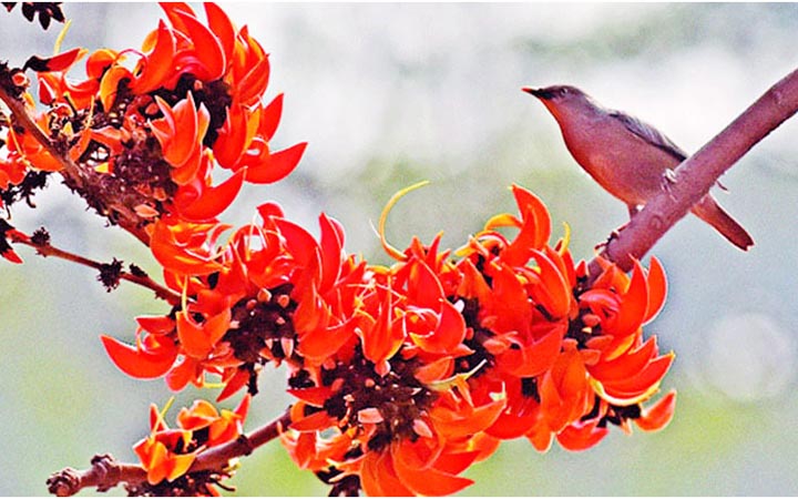 পহেলা ফাল্গুন ও বিশ্ব ভালোবাসা দিবস আজ