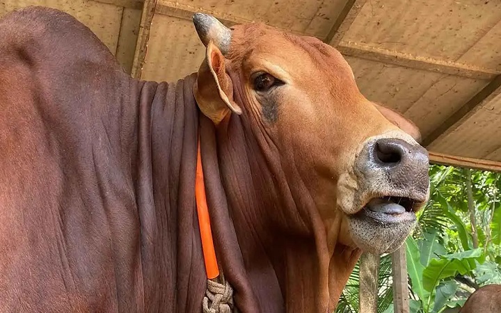 জবাইয়ের সময় পশুর মাথা আলাদা হয়ে গেলে কোরবানি হবে?