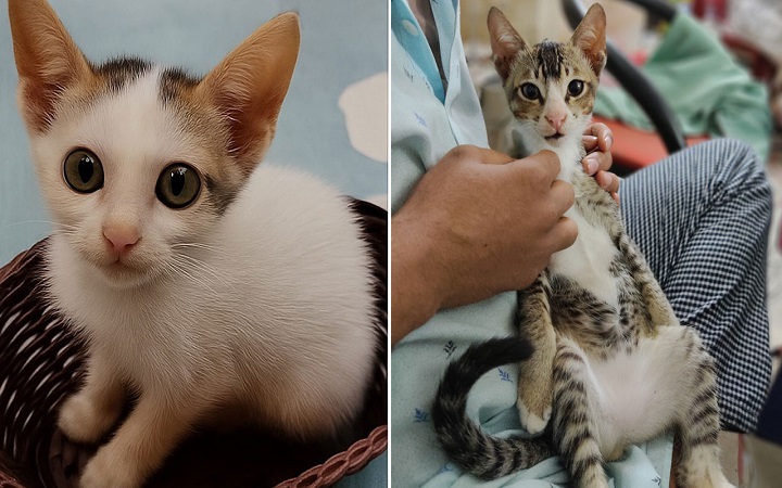 বিড়ালের আঁচড়ে কী হতে পারে জানেন?