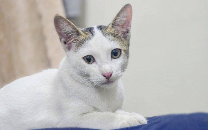 মৃত্যুর পর প্রাণীদের আত্মা কোথায় যায়?