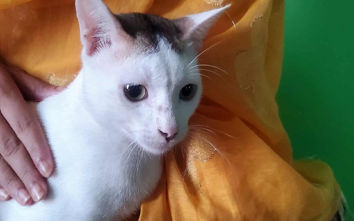 বিশ্ব বিড়াল দিবস: আপনার ছোট্ট সদস্যের যত্ন নিচ্ছেন তো?