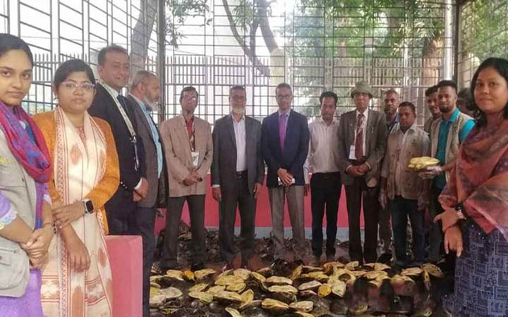 দেশে কচ্ছপের সবচেয়ে বড় চালান আটক