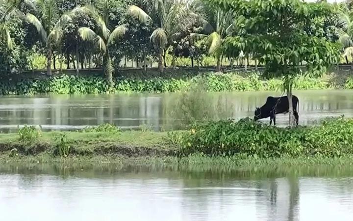 হাইমচরের ঘেরের মাছ বিক্রির ঘটনায় তদন্ত কমিটি