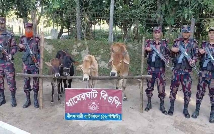 পঞ্চগড় সীমান্তে বিজিবির অভিযানে ভারতীয় গরু জব্দ