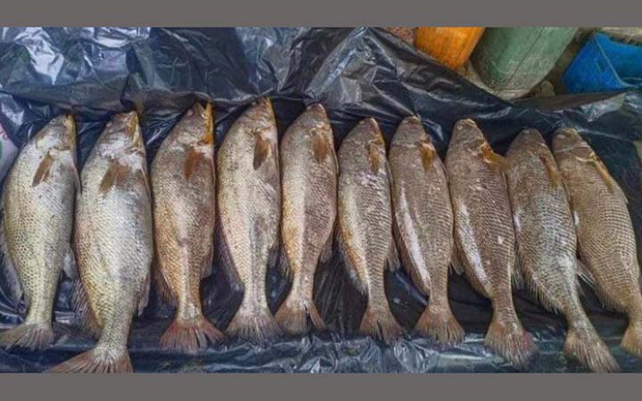 সেই গণির মাছ বিক্রি হল ৭ লাখ টাকায়