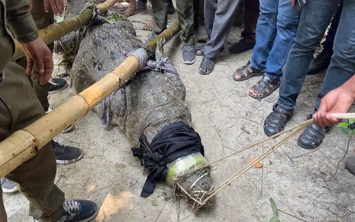 খানজাহান আলীর মাজারের দীঘি থেকে সরিয়ে নেওয়া হলো সেই কুমির