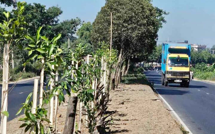 সড়ক বিভাজকের কাটা গাছের জায়গায় বকুল চারা রোপণ
