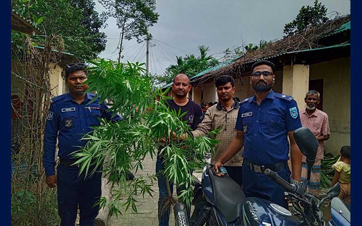 বসতভিটার সবজিবাগান থেকে গাঁজার গাছ উদ্ধার, পুলিশের মামলা