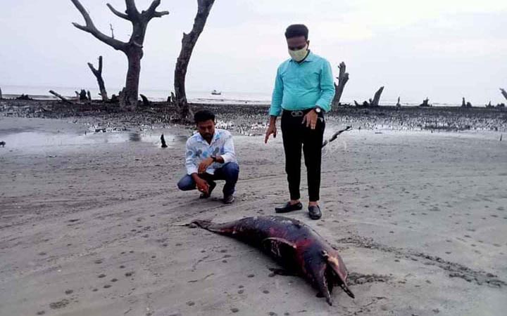 কুয়াকাটা সৈকতে ভেসে এল মৃত ডলফিন