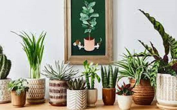 ঘরে গাছ রাখলেই শুকিয়ে যাচ্ছে?