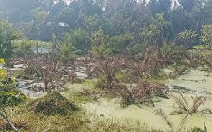 জলাবদ্ধতায় ক্ষতিগ্রস্ত দেশের একমাত্র খেজুর গাছ রিসার্চ গার্ডেন