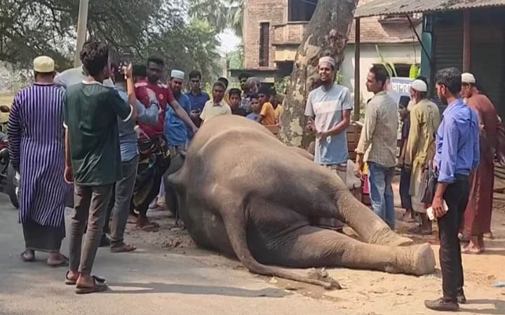 মাগুরায় চাঁদা তোলার সময় হাতির আকস্মিক মৃত্যু