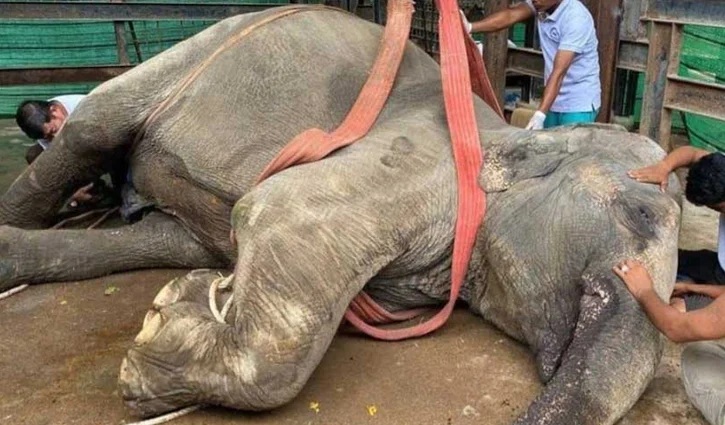 গাজীপুর সাফারি পার্কে একদিনের ব্যবধানে দুই হাতির মৃত্যু