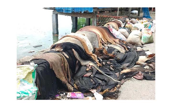 বিক্রি না হওয়ায় শ্যামনগরে নদীর পাড়ে ফেলা হচ্ছে কোরবানির পশুর চামড়া