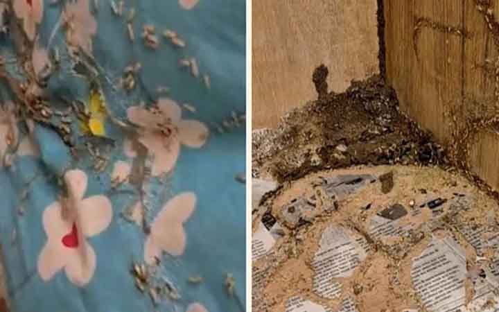 বরাদ্দ করা কক্ষে উইপোকা, রাতে না থেকেই সার্কিট হাউস ছাড়লেন বিরোধীদলীয় উপনেতা