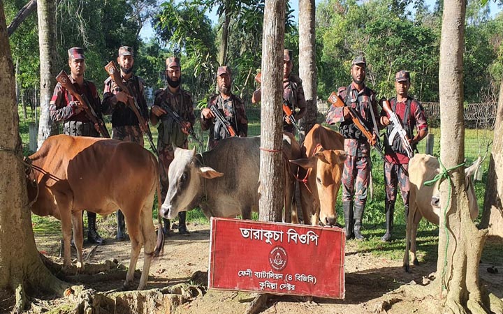 ফেনীতে ভারতীয় গরুসহ কোটি টাকার চোরাচালান জব্দ