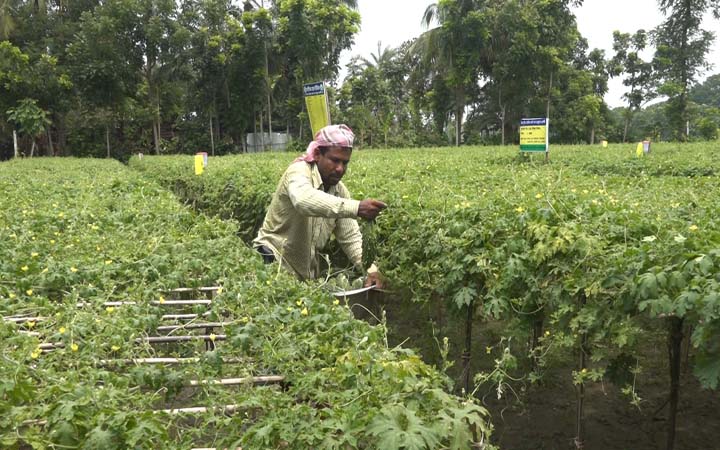 যশোরের বিষমুক্ত নিরাপদ করলা সবজি যাচ্ছে বিদেশে