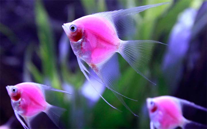 শীতে অ্যাকুরিয়ামের মাছের যত্ন নেবেন যেভাবে