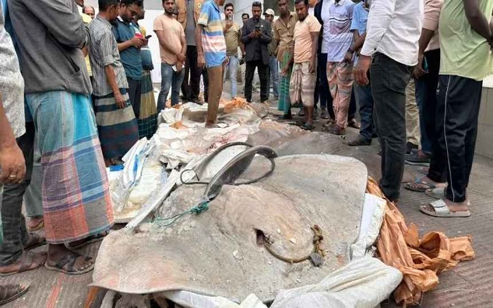 পটুয়াখালীতে নিষিদ্ধ শাপলা পাতা মাছ জব্দ