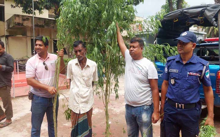 কালীগঞ্জে গাঁজার গাছসহ আটক ১