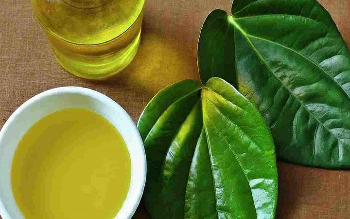 ঘি তৈরির সময় পান পাতা দিলে কী হয়?