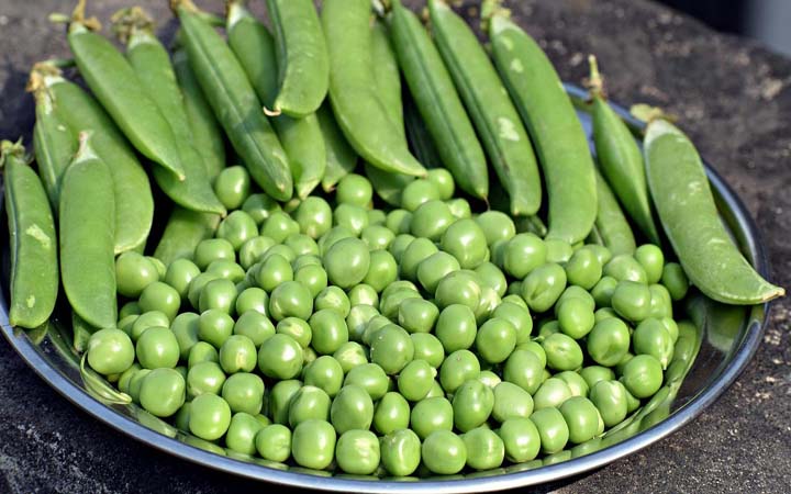 মটরশুঁটি খাওয়ার ৫ উপকারিতা জেনে নিন