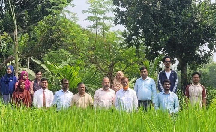হাবিপ্রবির গবেষণায় ব্লাস্ট রোগ প্রতিরোধী ধান উদ্ভাবনের সম্ভাবনা