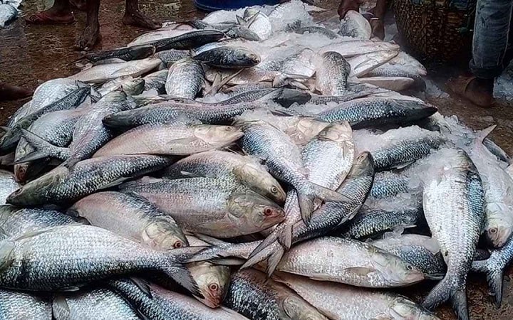 আড়তের সামনে ইলিশের স্তূপ, হাঁকডাকে মুখর চাঁদপুর মৎস্যঘাট