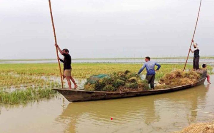 হবিগঞ্জের হাওরে তলিয়েছে ২ হাজার ৭১০ হেক্টর জমির পাকা ধান