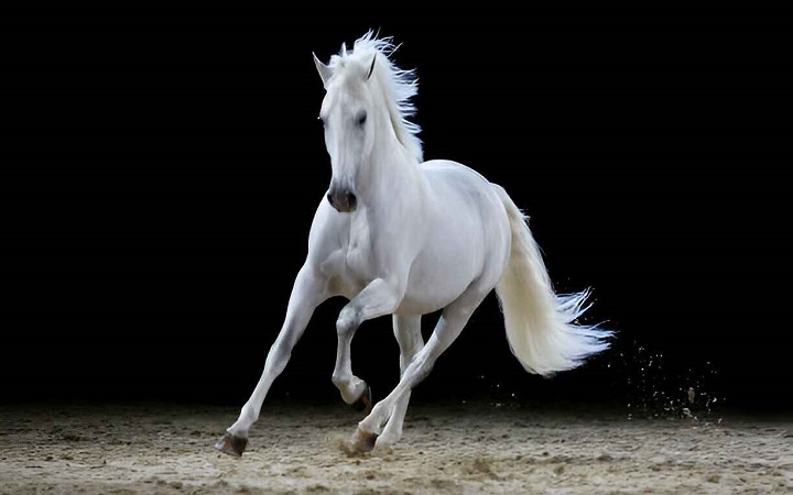 ‌ঘোড়ার মাংস খাওয়া কি জা‌য়েজ?