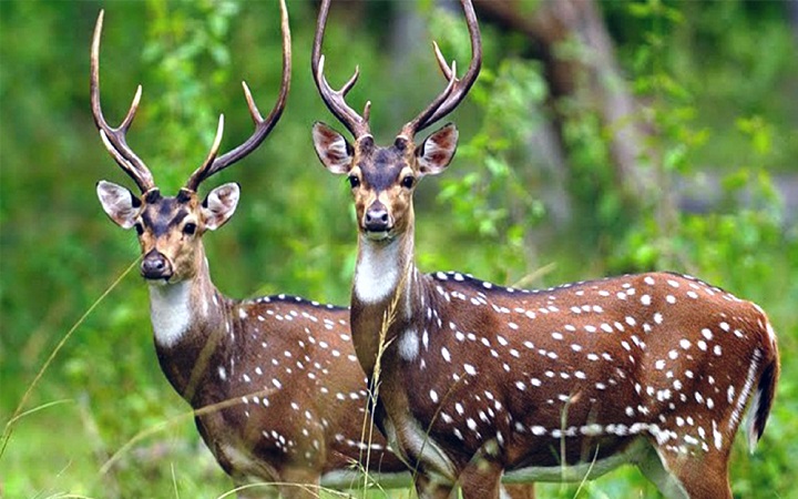 সুন্দরবন থেকে ১৩২ কেজি হরিণের মাংস উদ্ধার